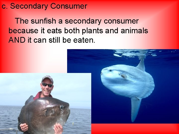 c. Secondary Consumer The sunfish a secondary consumer because it eats both plants and