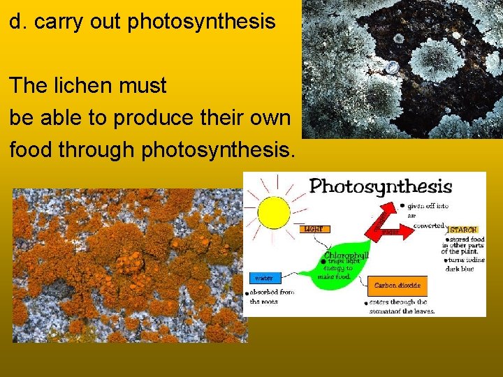 d. carry out photosynthesis The lichen must be able to produce their own food