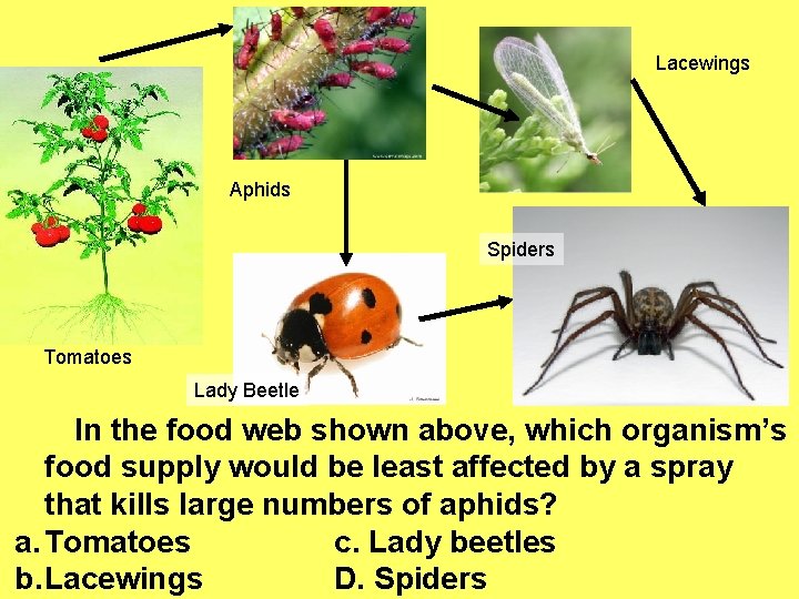 Lacewings Aphids Spiders Tomatoes Lady Beetle In the food web shown above, which organism’s