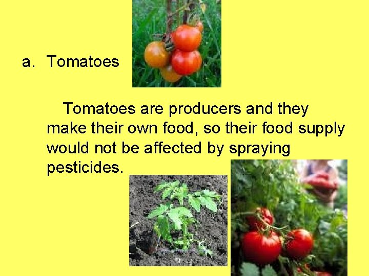 a. Tomatoes are producers and they make their own food, so their food supply