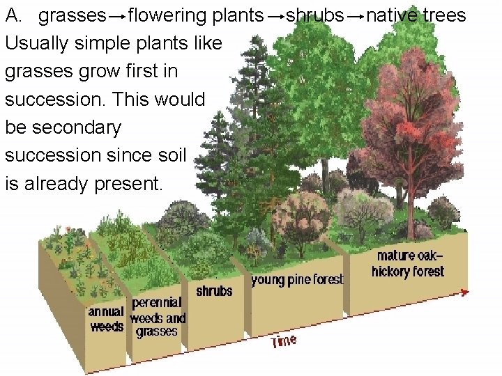 A. grasses flowering plants shrubs native trees Usually simple plants like grasses grow first