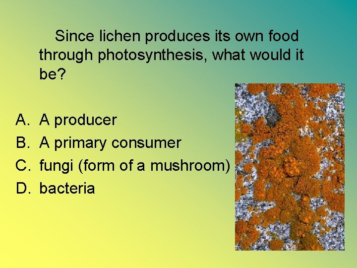  Since lichen produces its own food through photosynthesis, what would it be? A.