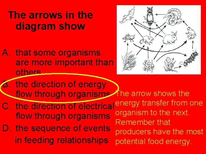  The arrows in the diagram show A. that some organisms are more important