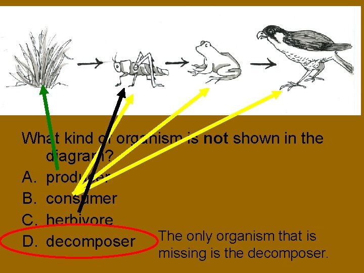 What kind of organism is not shown in the diagram? A. producer B. consumer