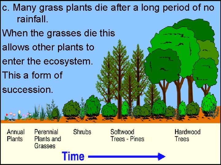 c. Many grass plants die after a long period of no rainfall. When the