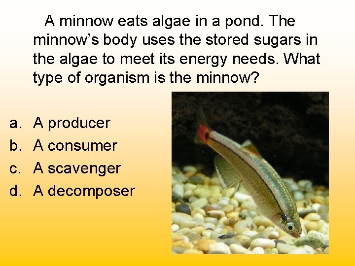  A minnow eats algae in a pond. The minnow’s body uses the stored