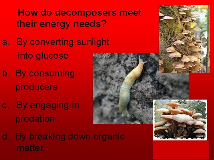  How do decomposers meet their energy needs? a. By converting sunlight into glucose