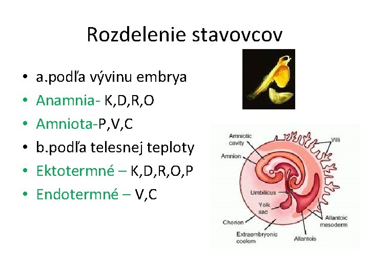 Rozdelenie stavovcov • • • a. podľa vývinu embrya Anamnia- K, D, R, O