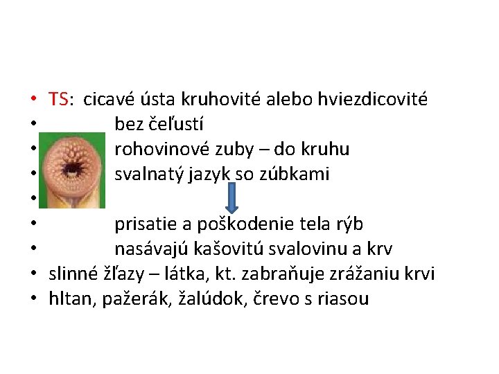  • TS: cicavé ústa kruhovité alebo hviezdicovité • bez čeľustí • rohovinové zuby