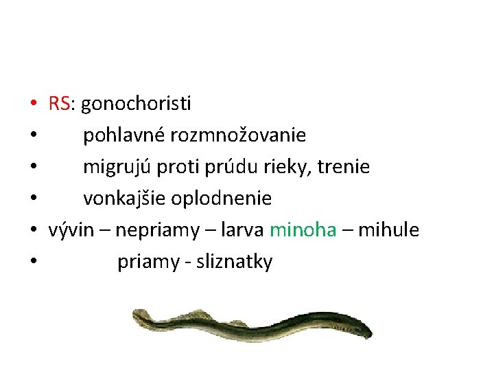  • RS: gonochoristi • pohlavné rozmnožovanie • migrujú proti prúdu rieky, trenie •