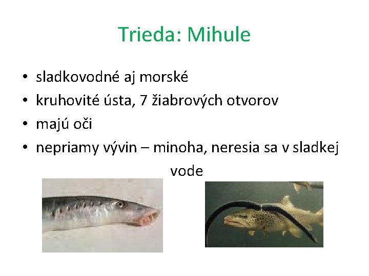 Trieda: Mihule • • sladkovodné aj morské kruhovité ústa, 7 žiabrových otvorov majú oči