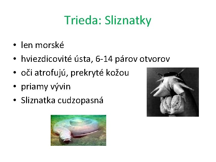 Trieda: Sliznatky • • • len morské hviezdicovité ústa, 6 -14 párov otvorov oči