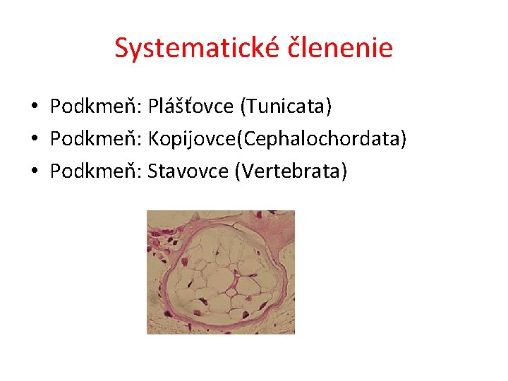 Systematické členenie • Podkmeň: Plášťovce (Tunicata) • Podkmeň: Kopijovce(Cephalochordata) • Podkmeň: Stavovce (Vertebrata) 