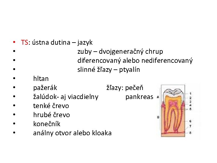 • TS: ústna dutina – jazyk • zuby – dvojgeneračný chrup • diferencovaný