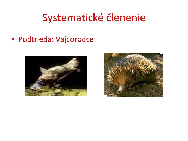 Systematické členenie • Podtrieda: Vajcorodce 