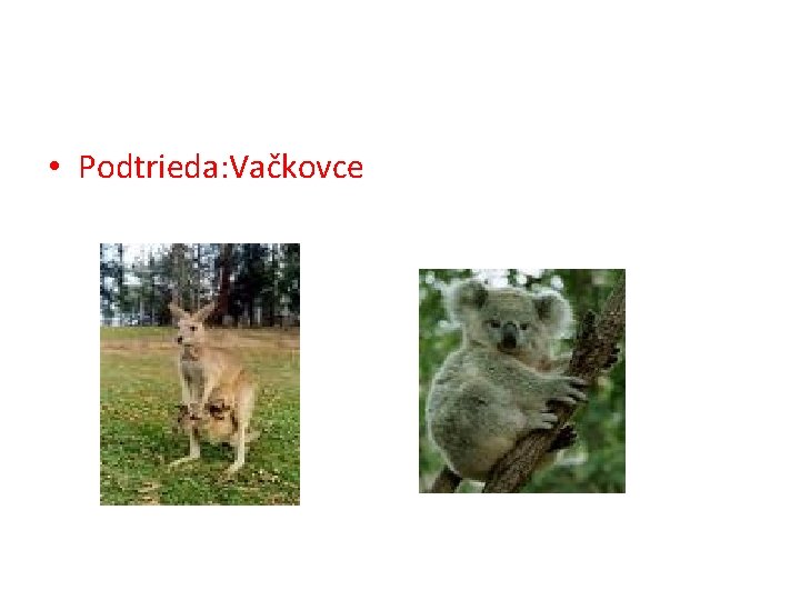  • Podtrieda: Vačkovce 