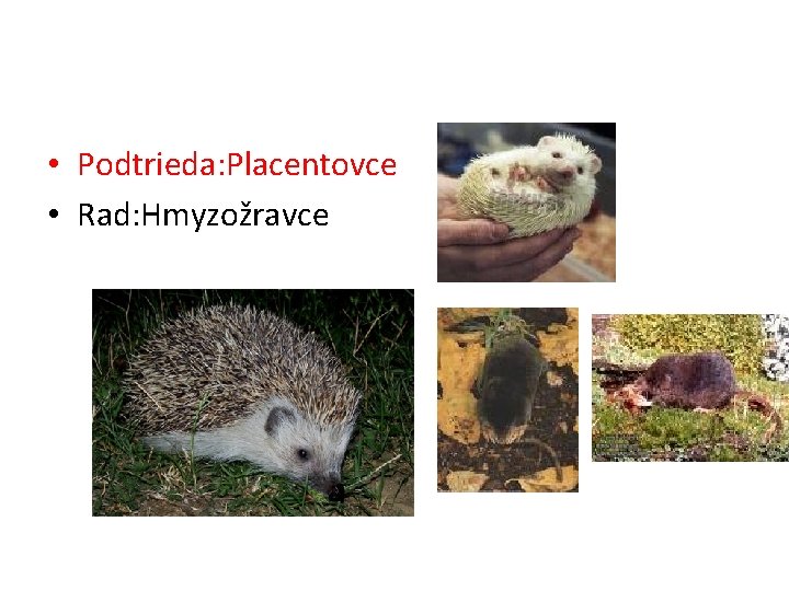  • Podtrieda: Placentovce • Rad: Hmyzožravce 