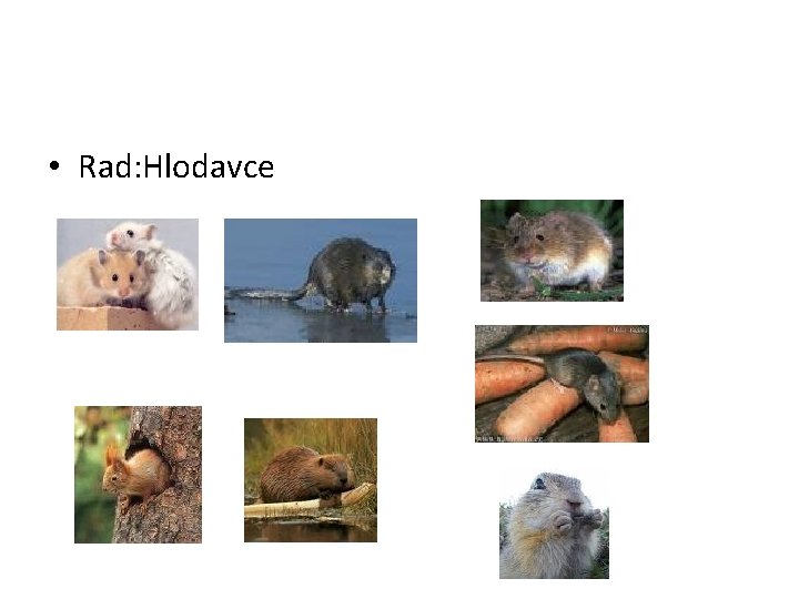  • Rad: Hlodavce 