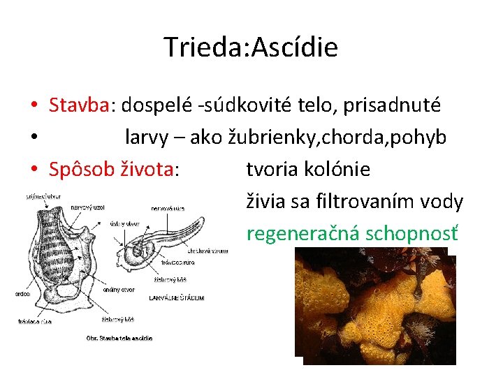 Trieda: Ascídie • Stavba: dospelé -súdkovité telo, prisadnuté • larvy – ako žubrienky, chorda,