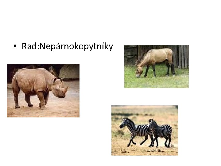  • Rad: Nepárnokopytníky 