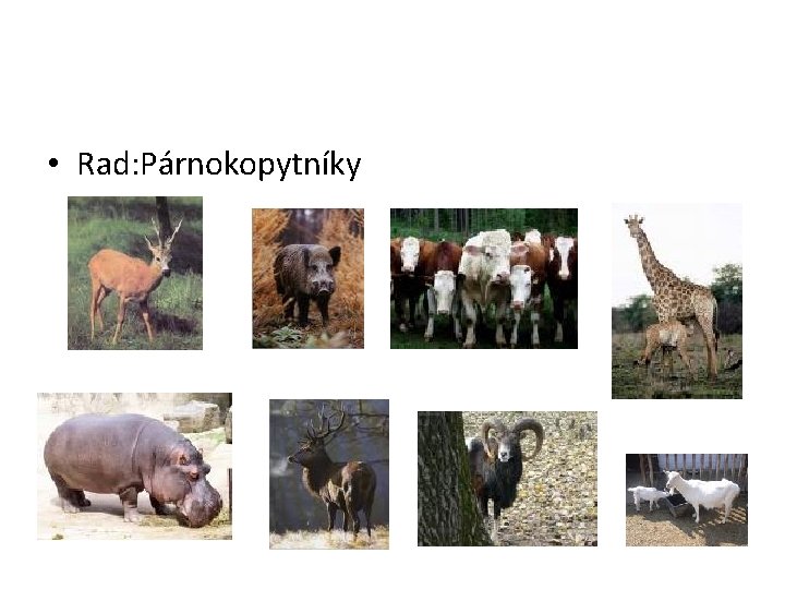  • Rad: Párnokopytníky 