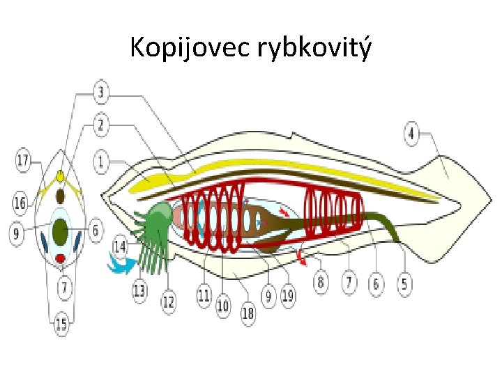 Kopijovec rybkovitý 