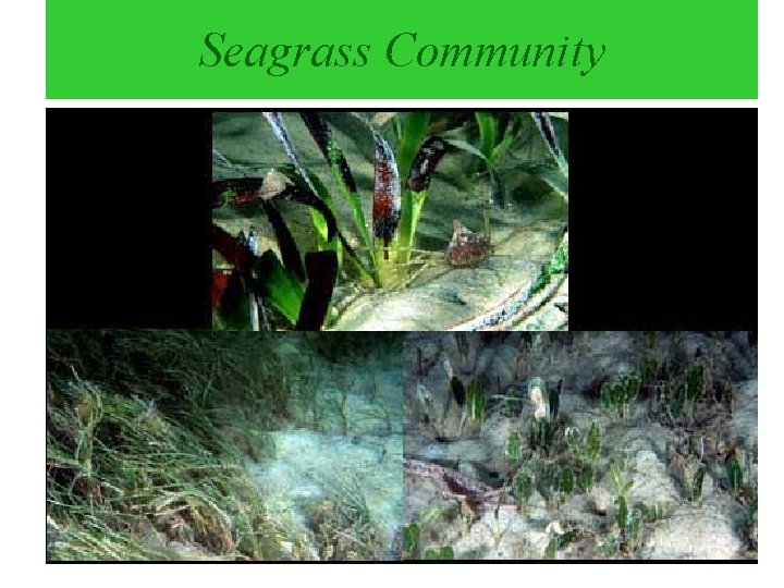 Seagrass Community 