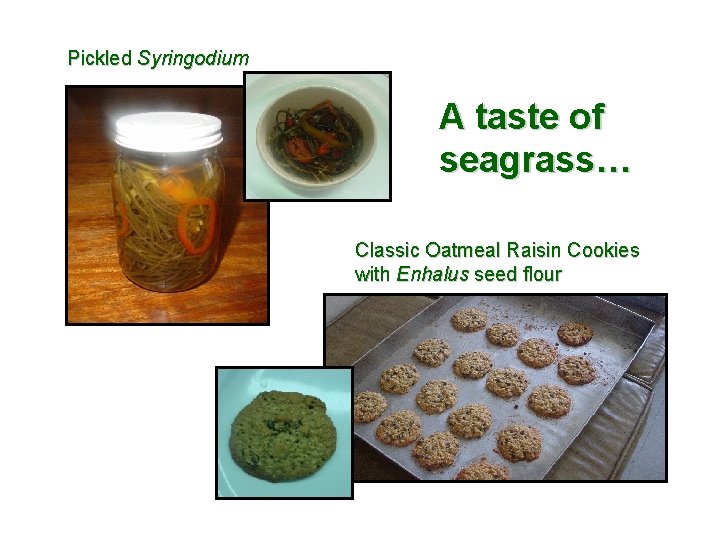 Pickled Syringodium A taste of seagrass… Classic Oatmeal Raisin Cookies with Enhalus seed flour