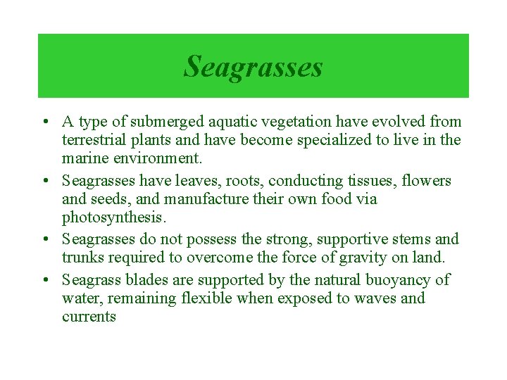 Seagrasses • A type of submerged aquatic vegetation have evolved from terrestrial plants and