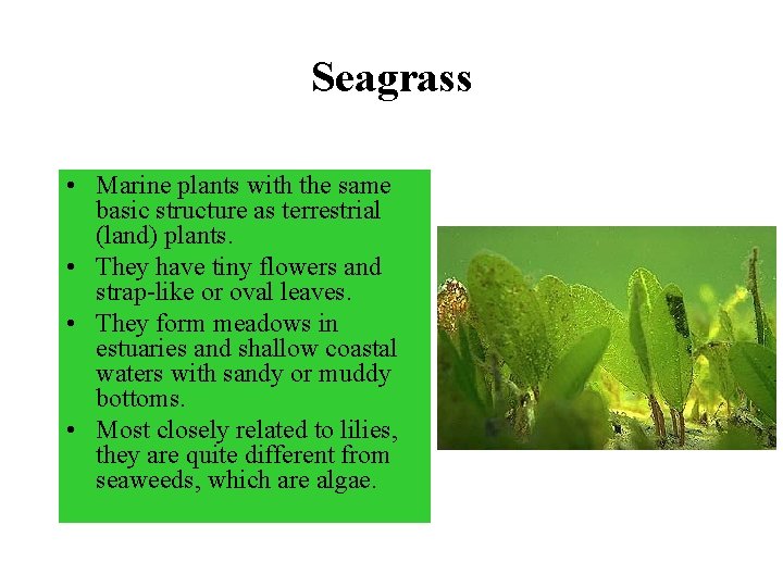 Seagrass • Marine plants with the same basic structure as terrestrial (land) plants. •