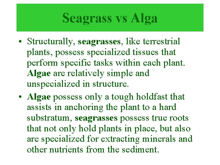 Seagrass vs Alga • Structurally, seagrasses, like terrestrial plants, possess specialized tissues that perform