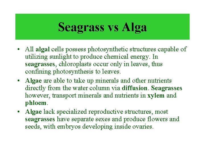 Seagrass vs Alga • All algal cells possess photosynthetic structures capable of utilizing sunlight