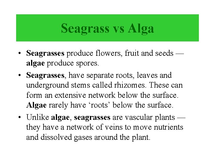 Seagrass vs Alga • Seagrasses produce flowers, fruit and seeds — algae produce spores.
