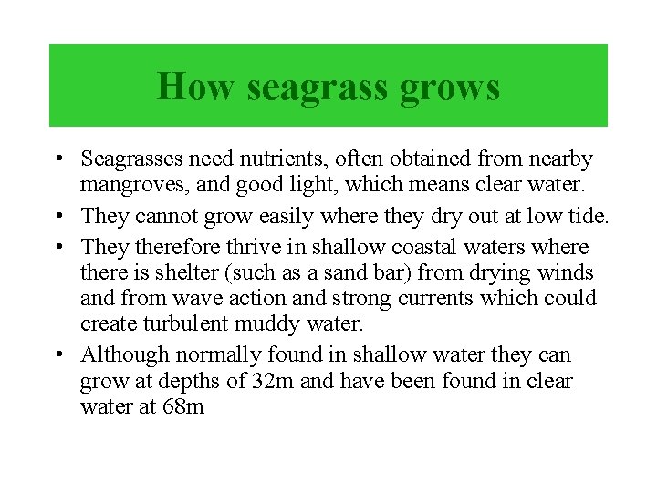 How seagrass grows • Seagrasses need nutrients, often obtained from nearby mangroves, and good