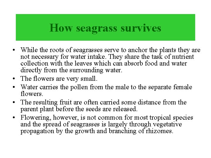 How seagrass survives • While the roots of seagrasses serve to anchor the plants