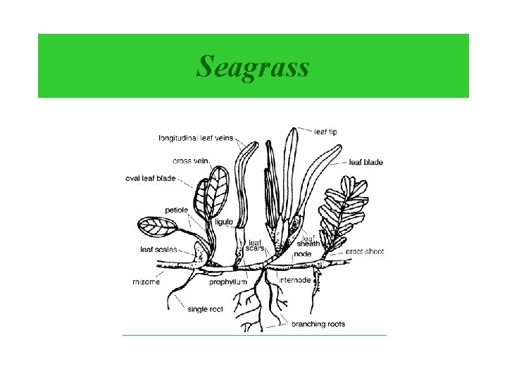 Seagrass 