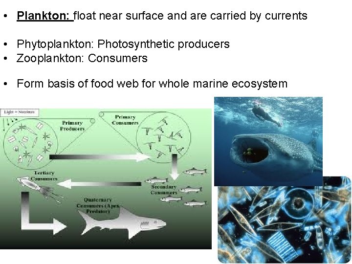  • Plankton: float near surface and are carried by currents • Phytoplankton: Photosynthetic