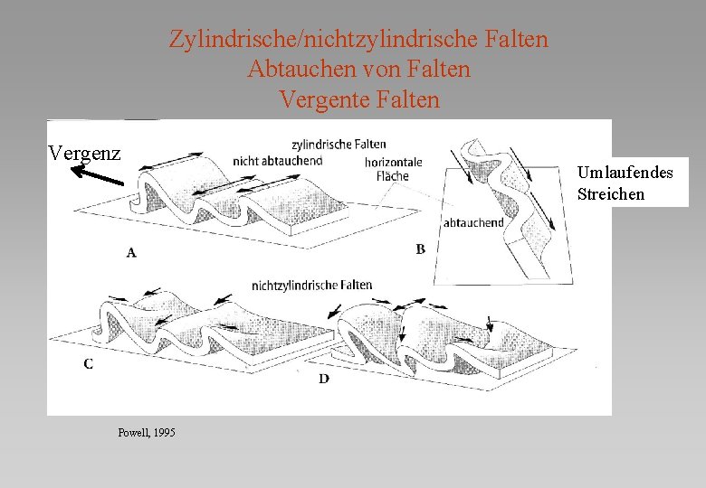 Zylindrische/nichtzylindrische Falten Abtauchen von Falten Vergente Falten Vergenz Powell, 1995 Umlaufendes Streichen 