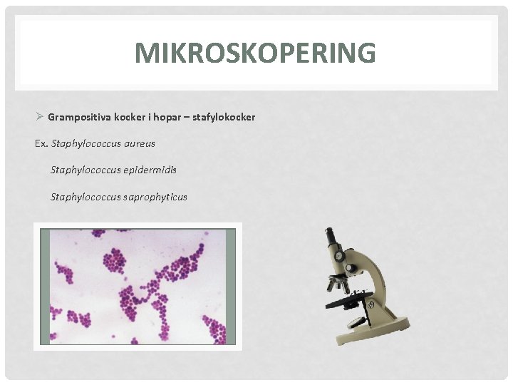 MIKROSKOPERING Ø Grampositiva kocker i hopar – stafylokocker Ex. Staphylococcus aureus Staphylococcus epidermidis Staphylococcus