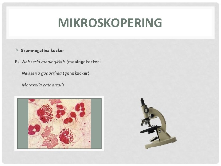 MIKROSKOPERING Ø Gramnegativa kocker Ex. Neisseria meningitidis (meningokocker) Neisseria gonorrhea (gonokocker) Moraxella catharralis 