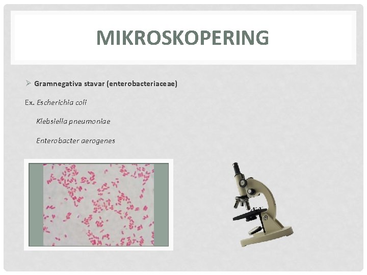 MIKROSKOPERING Ø Gramnegativa stavar (enterobacteriaceae) Ex. Escherichia coli Klebsiella pneumoniae Enterobacter aerogenes 