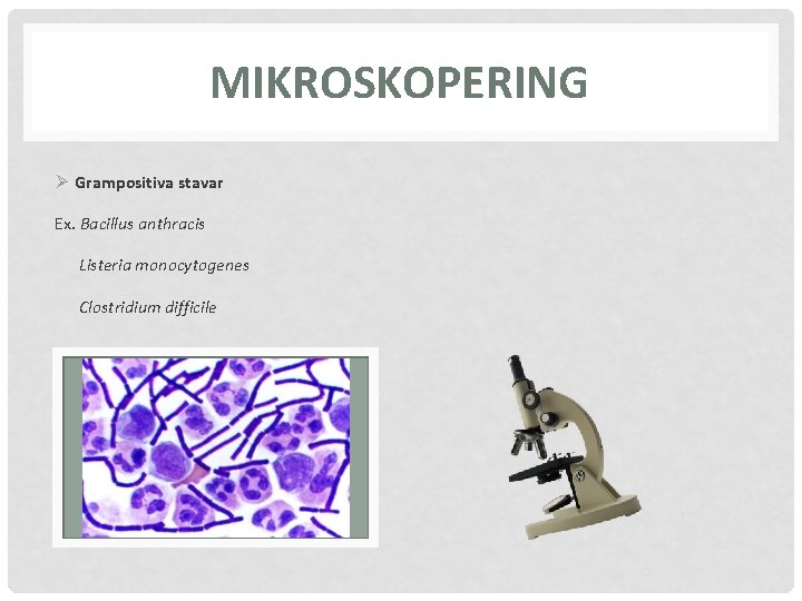MIKROSKOPERING Ø Grampositiva stavar Ex. Bacillus anthracis Listeria monocytogenes Clostridium difficile 