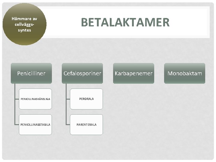 Hämmare av cellväggssyntes Penicilliner BETALAKTAMER Cefalosporiner PENICILLINASKÄNSLIGA PERORALA PENICILLINASSTABILA PARENTERALA Karbapenemer Monobaktam 