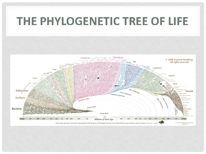 THE PHYLOGENETIC TREE OF LIFE 