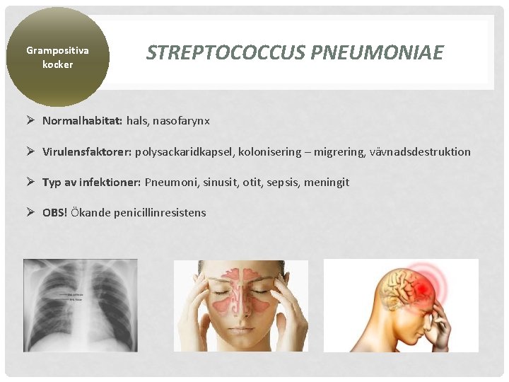 Grampositiva kocker STREPTOCOCCUS PNEUMONIAE Ø Normalhabitat: hals, nasofarynx Ø Virulensfaktorer: polysackaridkapsel, kolonisering – migrering,