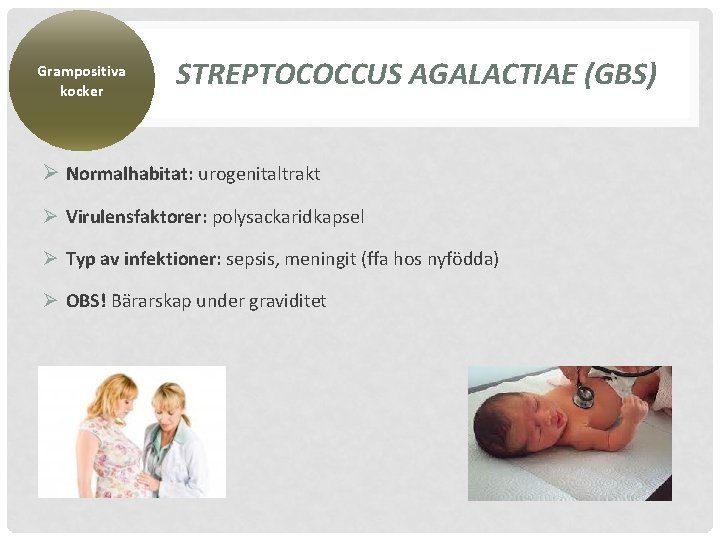 Grampositiva kocker STREPTOCOCCUS AGALACTIAE (GBS) Ø Normalhabitat: urogenitaltrakt Ø Virulensfaktorer: polysackaridkapsel Ø Typ av