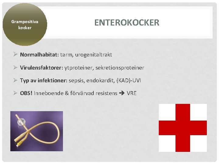 Grampositiva kocker ENTEROKOCKER Ø Normalhabitat: tarm, urogenitaltrakt Ø Virulensfaktorer: ytproteiner, sekretionsproteiner Ø Typ av