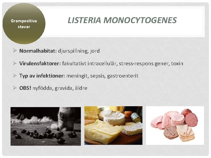 Grampositiva stavar LISTERIA MONOCYTOGENES Ø Normalhabitat: djurspillning, jord Ø Virulensfaktorer: fakultativt intracellulär, stress-respons gener,