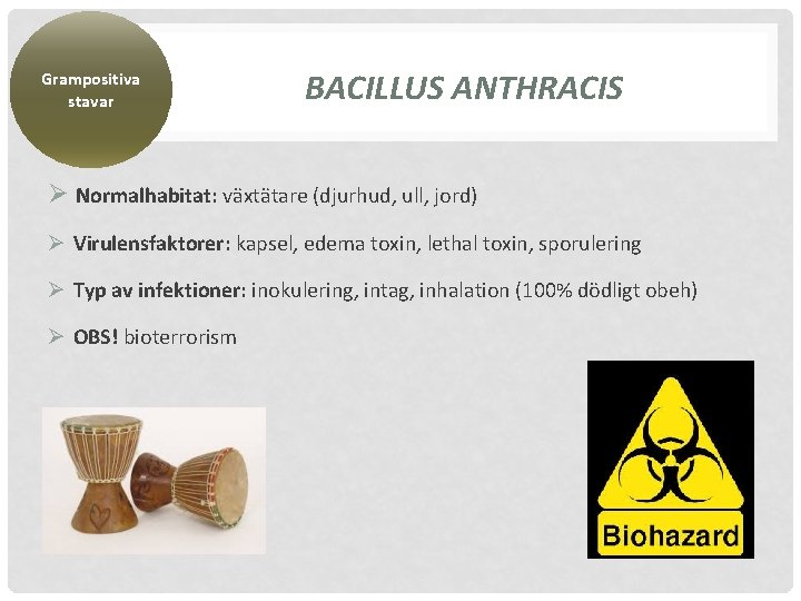 Grampositiva stavar BACILLUS ANTHRACIS Ø Normalhabitat: växtätare (djurhud, ull, jord) Ø Virulensfaktorer: kapsel, edema