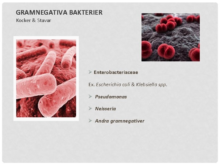 GRAMNEGATIVA BAKTERIER Kocker & Stavar Ø Enterobacteriaceae Ex. Escherichia coli & Klebsiella spp. Ø